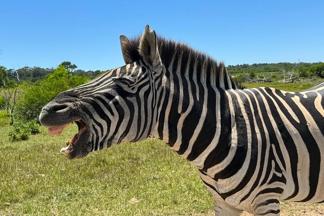 Addo Elephant National Park and Kragga Kamma Game Park Combo. - Who Should Book This Safari Combo?