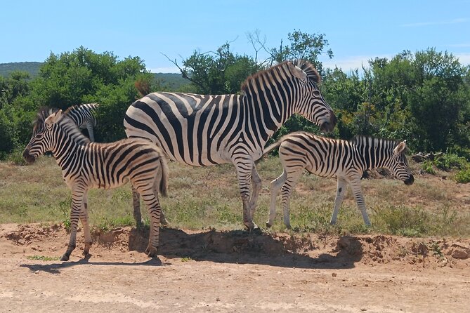 Addo Elephant National Park and Kragga Kamma Game Park Combo. - Five Hours Among Addo’s Elephants