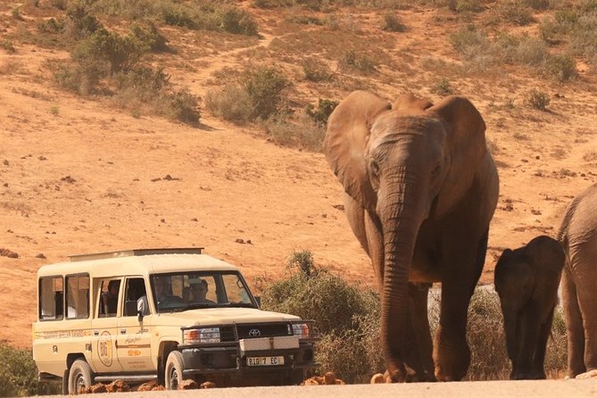 Addo Elephant National Park and Sunset River Cruise - FD04 - Why Addo works so well for a first safari