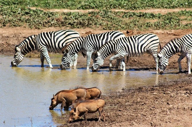 Addo Elephant National Park and Sunset River Cruise - FD04 - Lunch is simple, useful, and included