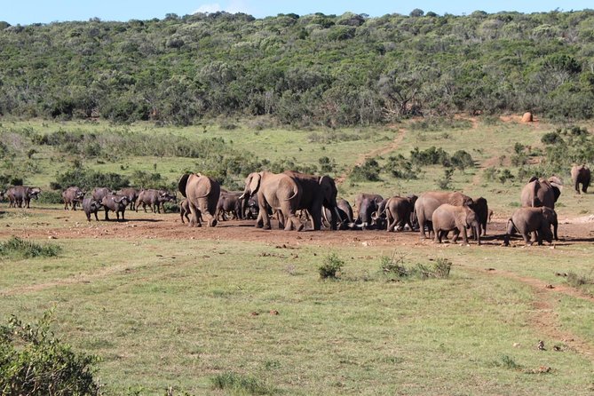 Addo Elephant National Park Day Tour from Port Elizabeth - Why Addo works for a one-day safari