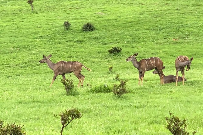 Addo Elephant National Park Day Tour from Port Elizabeth - Three more hours in Addo’s northern section