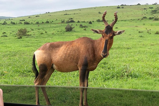 Addo Elephant National Park Day Tour from Port Elizabeth - Leaving the park at 5:30 p.m.
