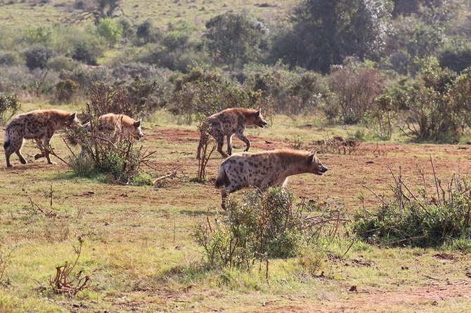 Addo Elephant National Park from Port Elizabeth - FD01 - The guides are the strongest part of the experience