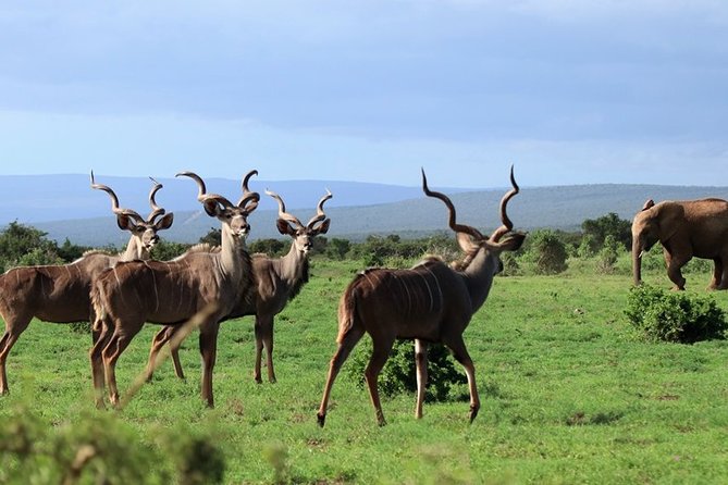 Addo Elephant National Park from Port Elizabeth - FD01 - Is $155.29 fair value?