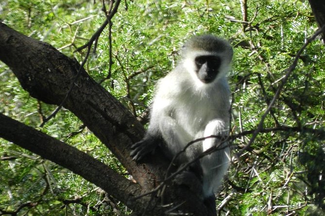 Addo Elephant National Park from Port Elizabeth - FD01 - Who will enjoy this Addo safari most?