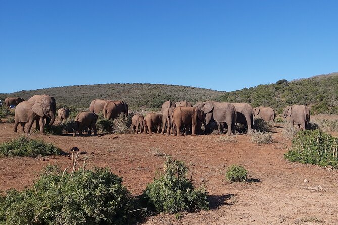 Addo Elephant National Park Full Day Safari - Tea, coffee, and the first animal search