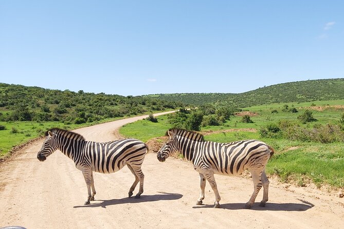 Addo Elephant National Park Full Day Safari - What you may see in Addo