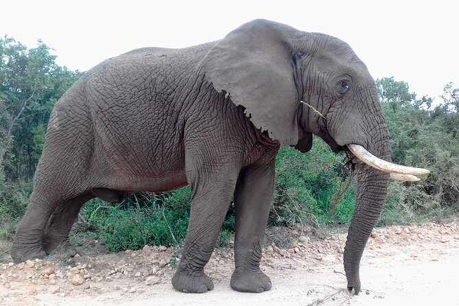 Addo Elephant National Park Full Day Safari - The guide’s role goes beyond driving