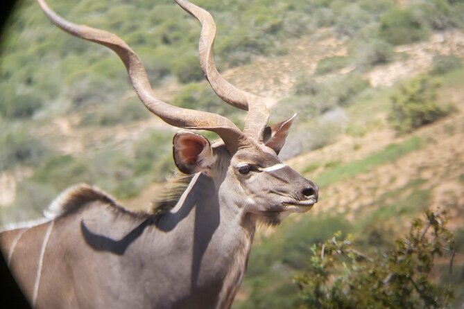 Addo Elephant National Park Full Day Safari - How the price compares with the effort involved