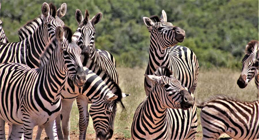 Addo Elephant National Park: Full-Day Safari Tour with Lunch - Key Points to Know Before You Book