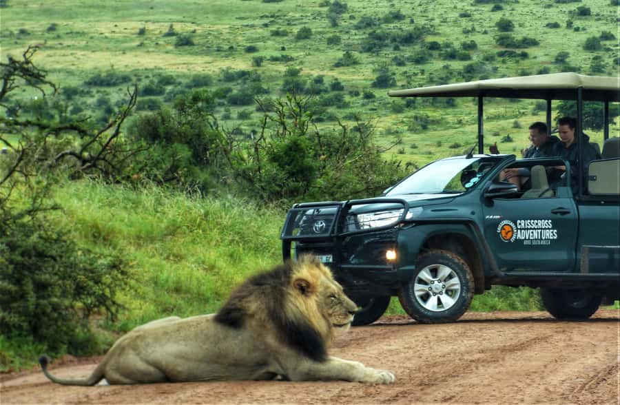Addo Elephant National Park: Full-Day Safari Tour with Lunch - The Open Vehicle Cost and What $147 Really Covers