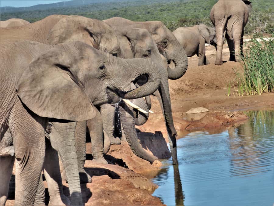 Addo Elephant National Park: Full-Day Safari Tour with Lunch - A Nine-Hour Day in All Weather