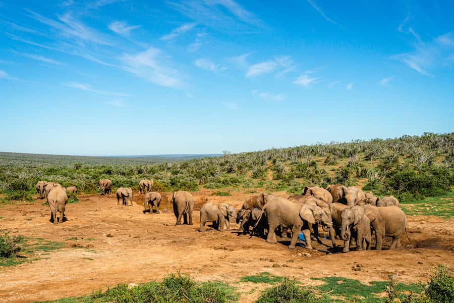 Addo Elephant National Park Full Day Safari with Braai Lunch - Coffee, tea, and a view toward the coast