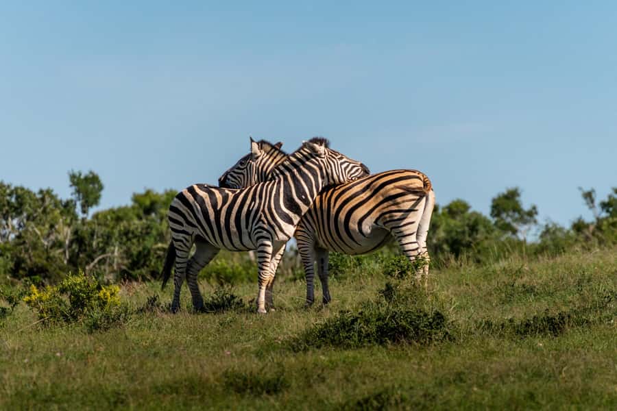 Addo Elephant National Park Full Day Safari with Braai Lunch - The braai lunch is part of the attraction