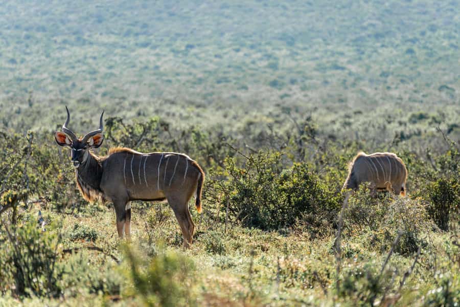 Addo Elephant National Park Full Day Safari with Braai Lunch - Waterholes and elephants in the main northern section