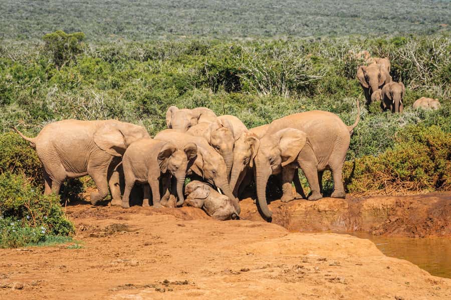 Addo Elephant National Park Full Day Safari with Braai Lunch - Golden-hour game drive and the return south