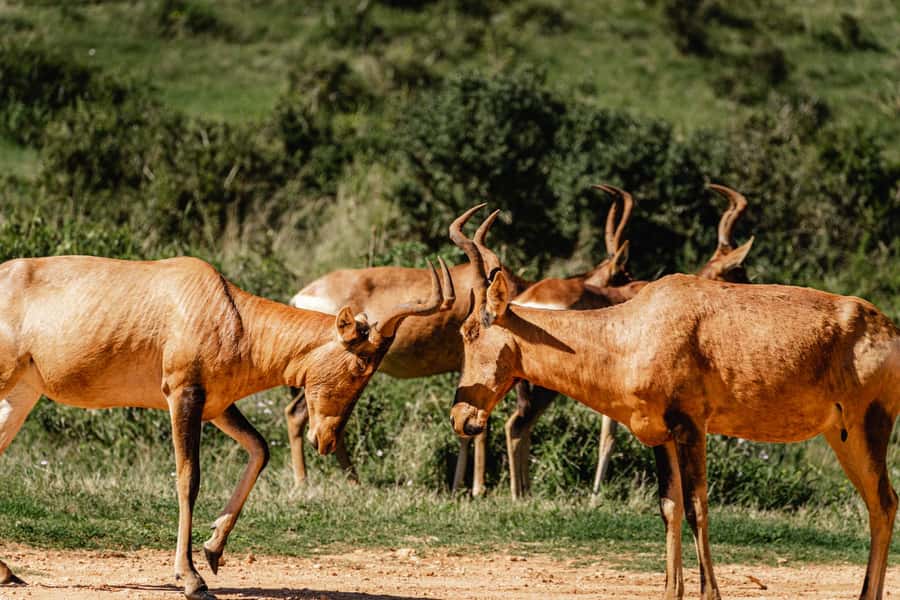 Addo Elephant National Park Full Day Safari with Braai Lunch - Guides who shape the experience