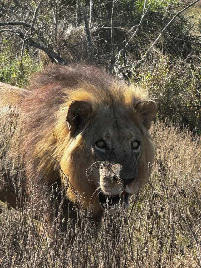 Addo Elephant National Park: Full-Day Safari with Lunch - Key points to know before booking