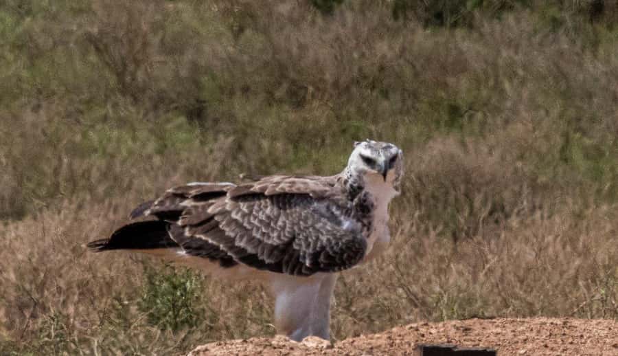 Addo Elephant National Park: Full-Day Safari with Lunch - Why Addo is a good place for a safari