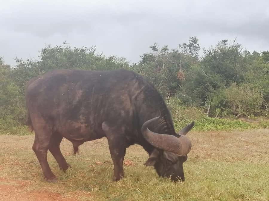 Addo Elephant National Park: Full-Day Safari with Lunch - The drive into Addo Elephant National Park