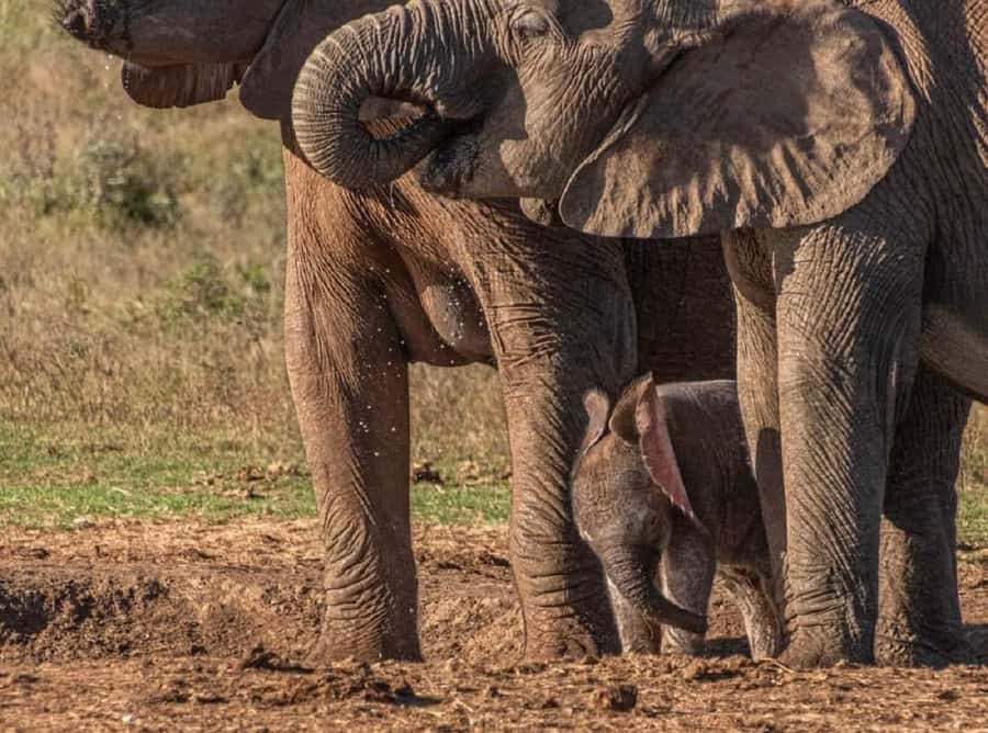 Addo Elephant National Park: Full-Day Safari with Lunch - Birds add another layer to the safari