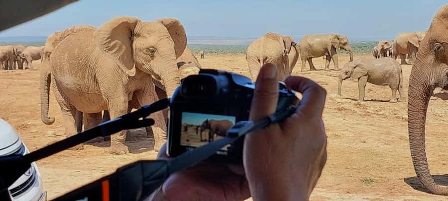 Addo Elephant National Park: Full-Day Safari with Lunch - Starting from Port Elizabeth, the airport, or the harbour