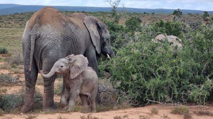 Addo Elephant National Park Game Drive Day Tour With Lunch - Why Addo works so well for a one-day safari