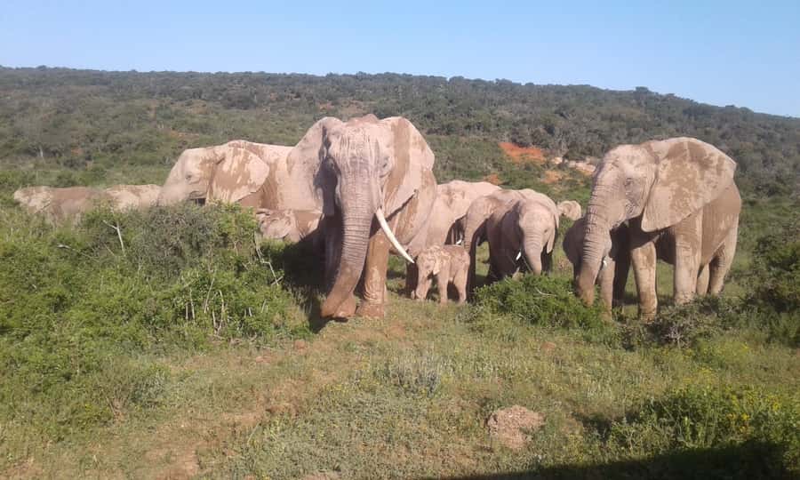 Addo Elephant National Park Game Drive Day Tour With Lunch - The first Addo game drive and elephant sightings