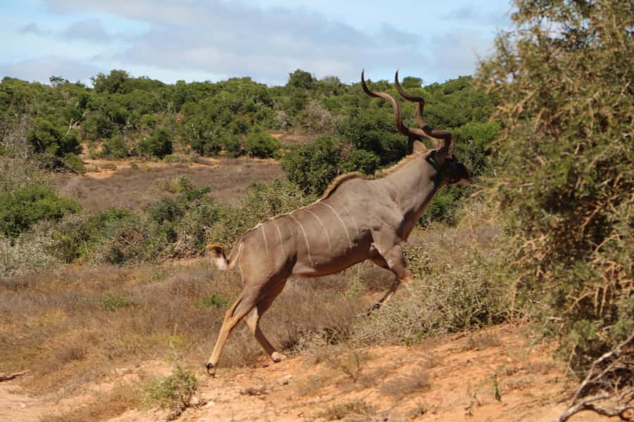 Addo Elephant National Park Game Drive Day Tour With Lunch - A lookout stop for coffee, drinks, and photos