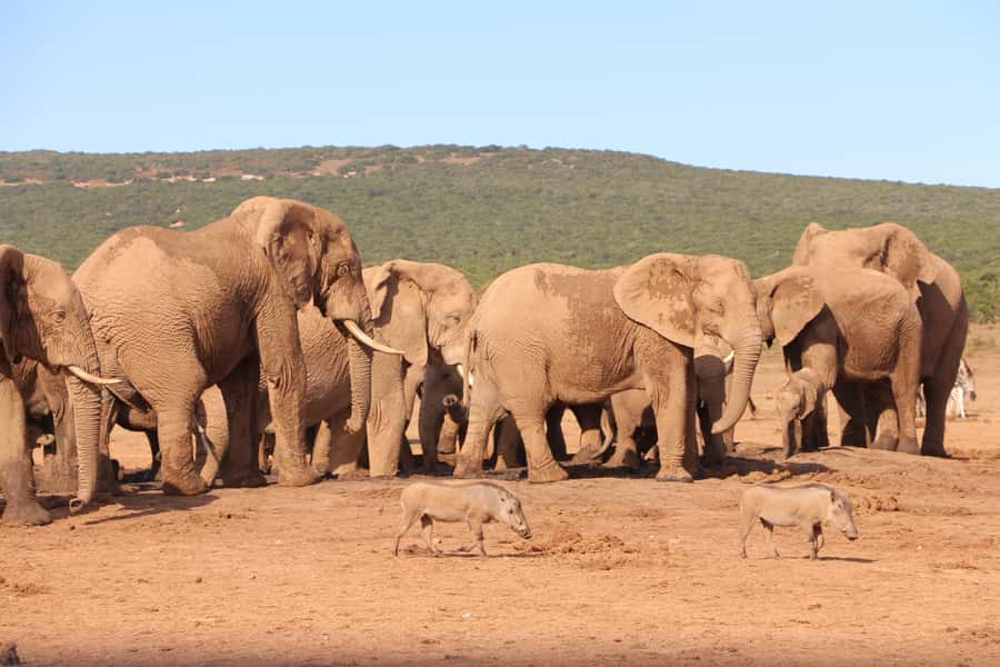 Addo Elephant National Park Game Drive Day Tour With Lunch - The South African braai lunch