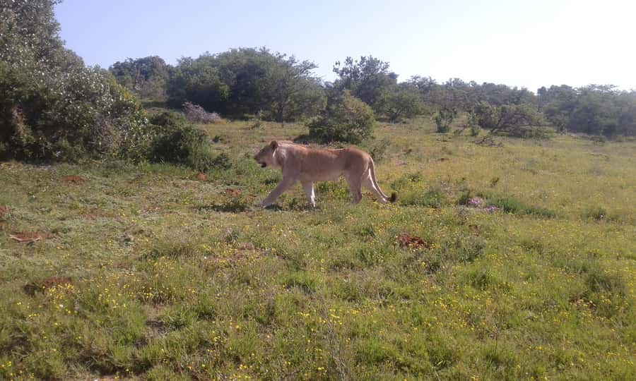 Addo Elephant National Park Game Drive Day Tour With Lunch - The afternoon drive and final wildlife search
