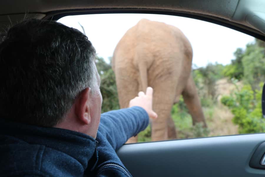 Addo Elephant National Park Game Drive Day Tour With Lunch - Who should book this experience