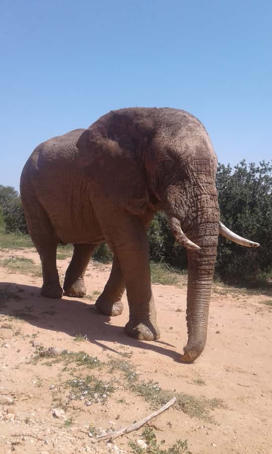 Addo Elephant National Park Game Drive Day Tour With Lunch - Morning pickup from Port Elizabeth and nearby towns