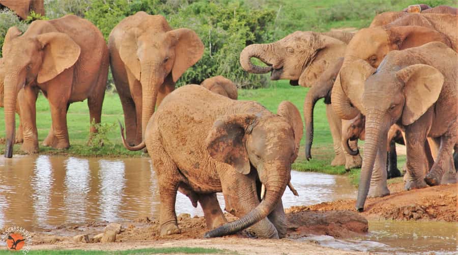 Addo Elephant National Park: Guided Half-Day Safari - Four hours in an open safari vehicle