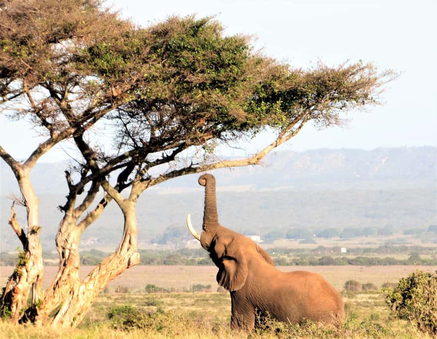Addo Elephant National Park: Guided Half-Day Safari - Elephant country, with zebras and other wildlife