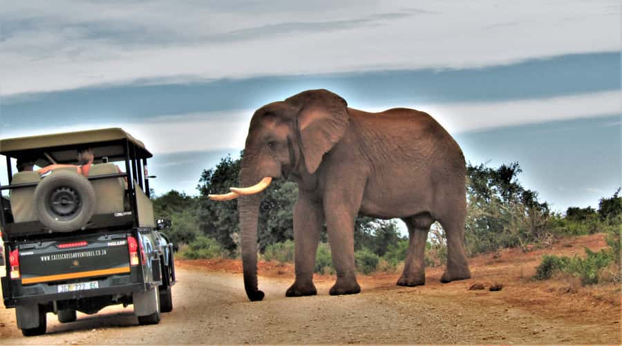 Addo Elephant National Park: Guided Half-Day Safari - What the local guide adds