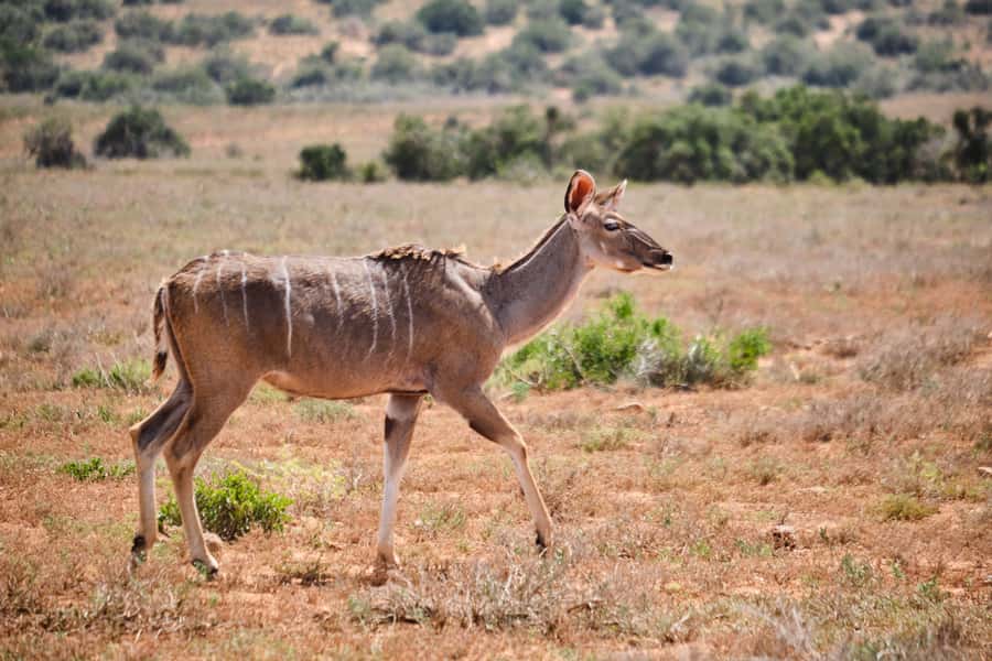 Addo Elephant National Park: Guided Half-Day Safari - Drinks, snacks, and practical comfort