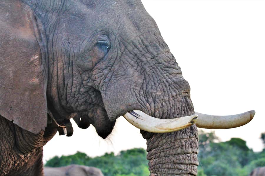 Addo Elephant National Park: Guided Half-Day Safari - Who should book this safari?