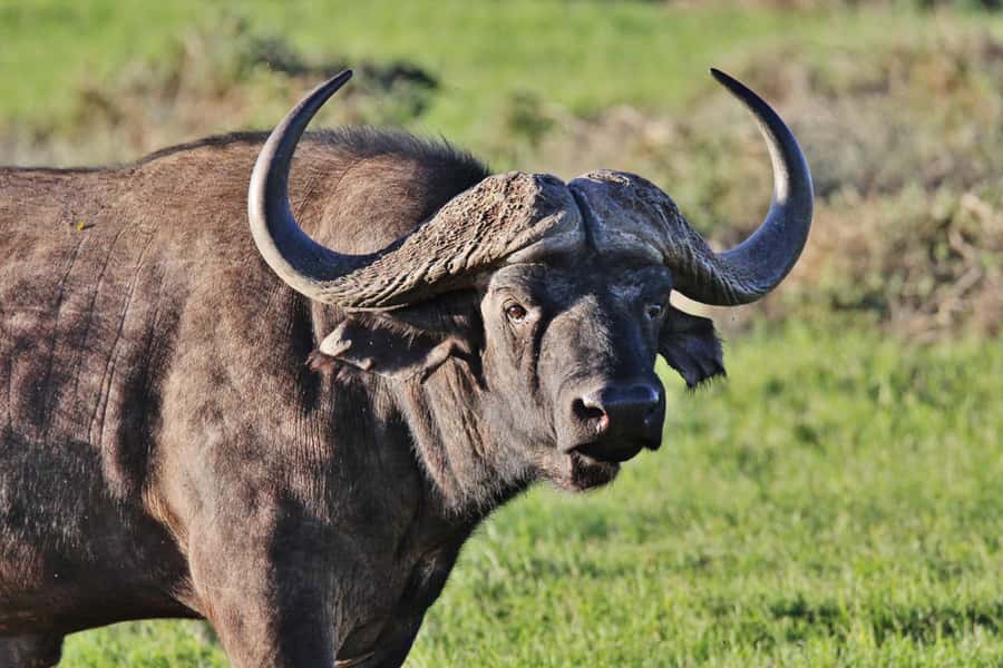 Addo Elephant National Park: Guided Half-Day Safari - Pickup at Chrislin African Lodge at 8:30 am