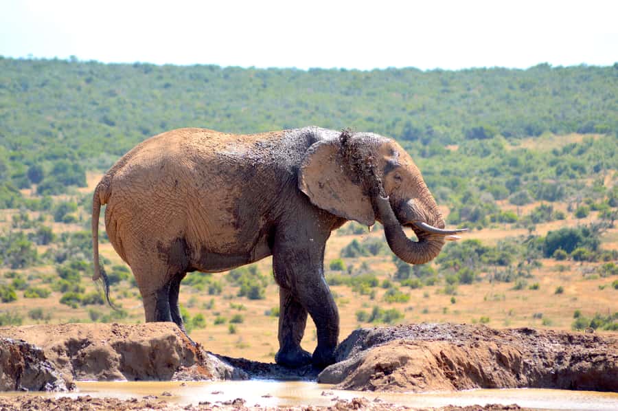 Addo Elephant National Park: Half Day Private Safari - Key points before you book