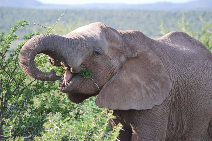 Addo Elephant National Park: Half Day Private Safari - Why a private Addo drive can be worth the money