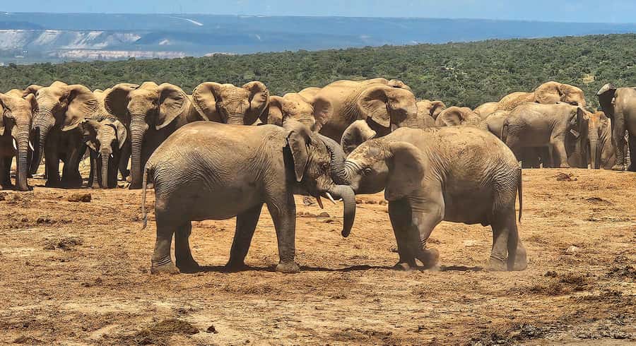 Addo Elephant National Park: Half Day Private Safari - Who will get the most from this safari