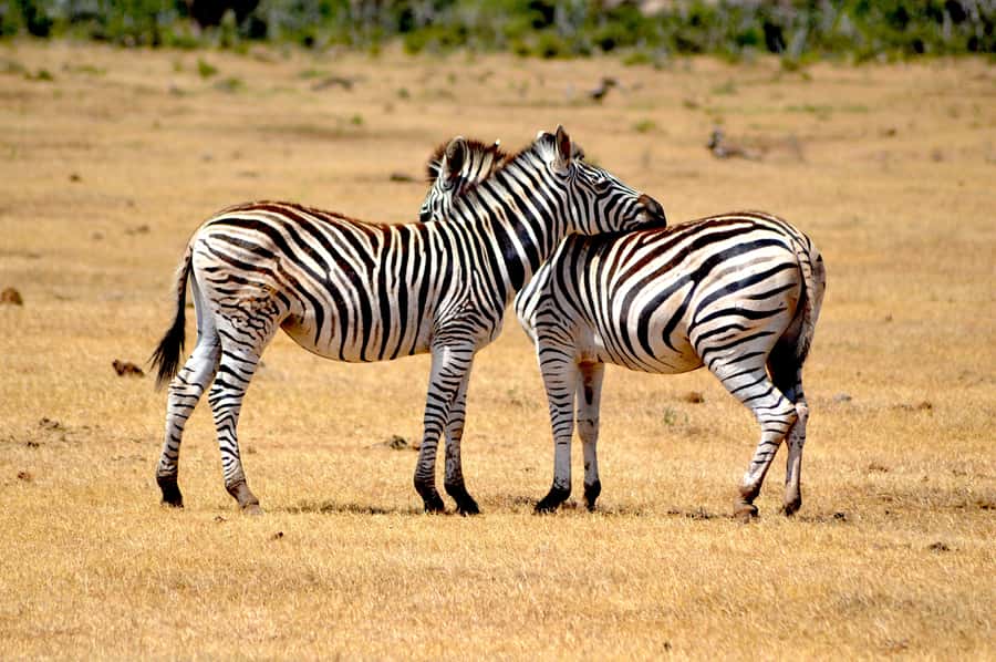Addo Elephant National Park: Half Day Private Safari - Pickup in Addo and the short road to the park