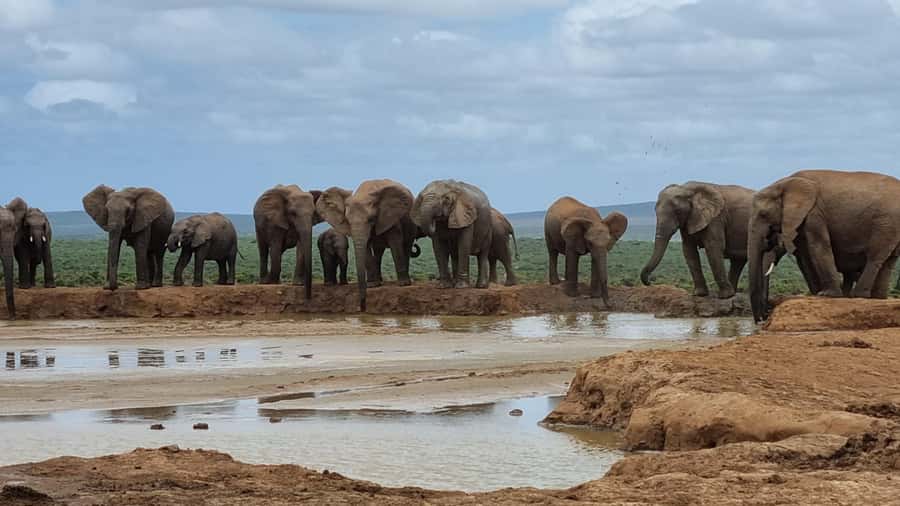 Addo Elephant National Park Private Full-Day Safari - Why a private Addo day makes sense