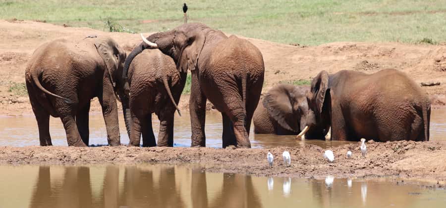 Addo Elephant National Park Private Full-Day Safari - Morning among the southern thickets