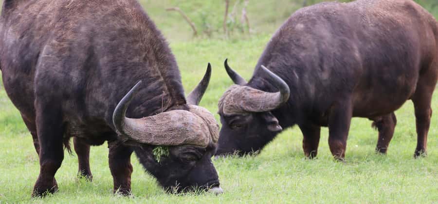 Addo Elephant National Park Private Full-Day Safari - Afternoon on the northern plains