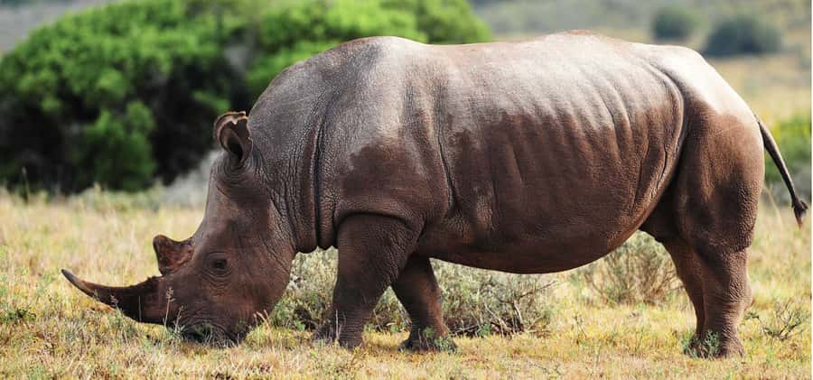 Addo Elephant National Park Private Full-Day Safari - Transport, comfort, and timing