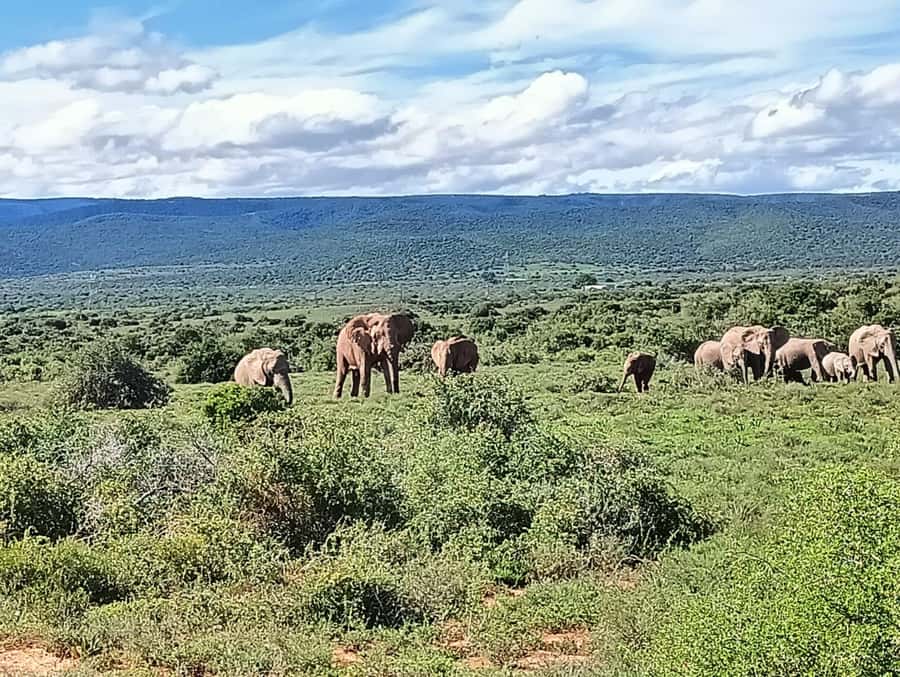 : Addo Elephant National Park Safari Half Day - A Short Safari From Port Elizabeth