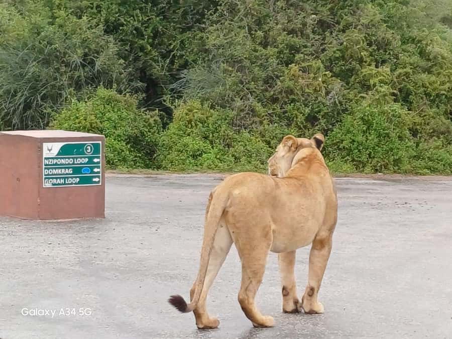 : Addo Elephant National Park Safari Half Day - The Guide Can Shape the Whole Morning